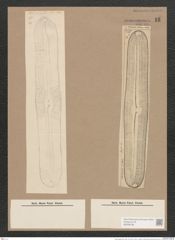 Navicula gigas (Ehr.) Kuetz. (de-Toni-Nr.: Genus 1, Species 2) Zeichnungen Sammlung Grunow Nr. 16 (NHMW-BOT-W0366198)